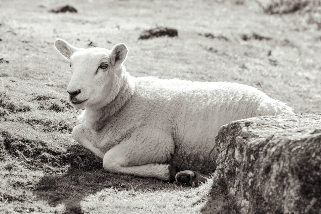 Gentle Sheep I by Deborah Revell. SKU 94360i. Archival Giclee Fine art print for wall decor.