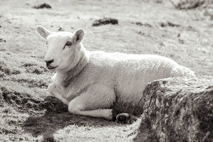 Gentle Sheep I by Deborah Revell. SKU 94360i. Archival Giclee Fine art print for wall decor.