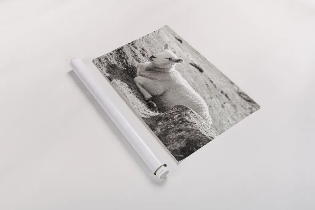 Gentle Sheep I by Deborah Revell. shown as a rolled paper print. Available as archival giclee rolled canvas, fine art paper, or poster print. SKU 94360i.