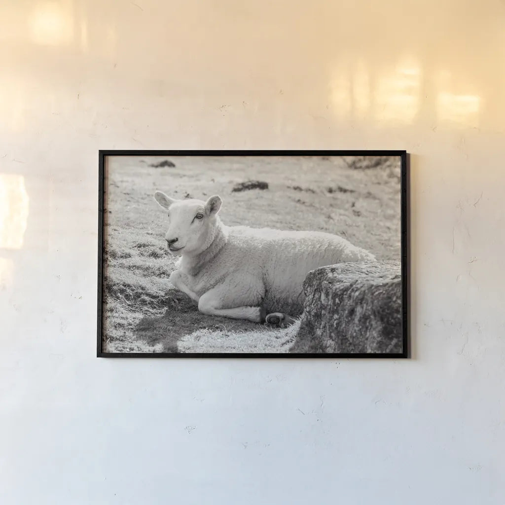 Gentle Sheep I by Deborah Revell. shown as a paper print in a black flame. Available as a archival giclee rolled canvas, fine art paper, or poster print. SKU 94360i.