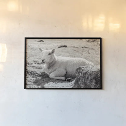 Gentle Sheep I by Deborah Revell. shown as a paper print in a black flame. Available as a archival giclee rolled canvas, fine art paper, or poster print. SKU 94360i.