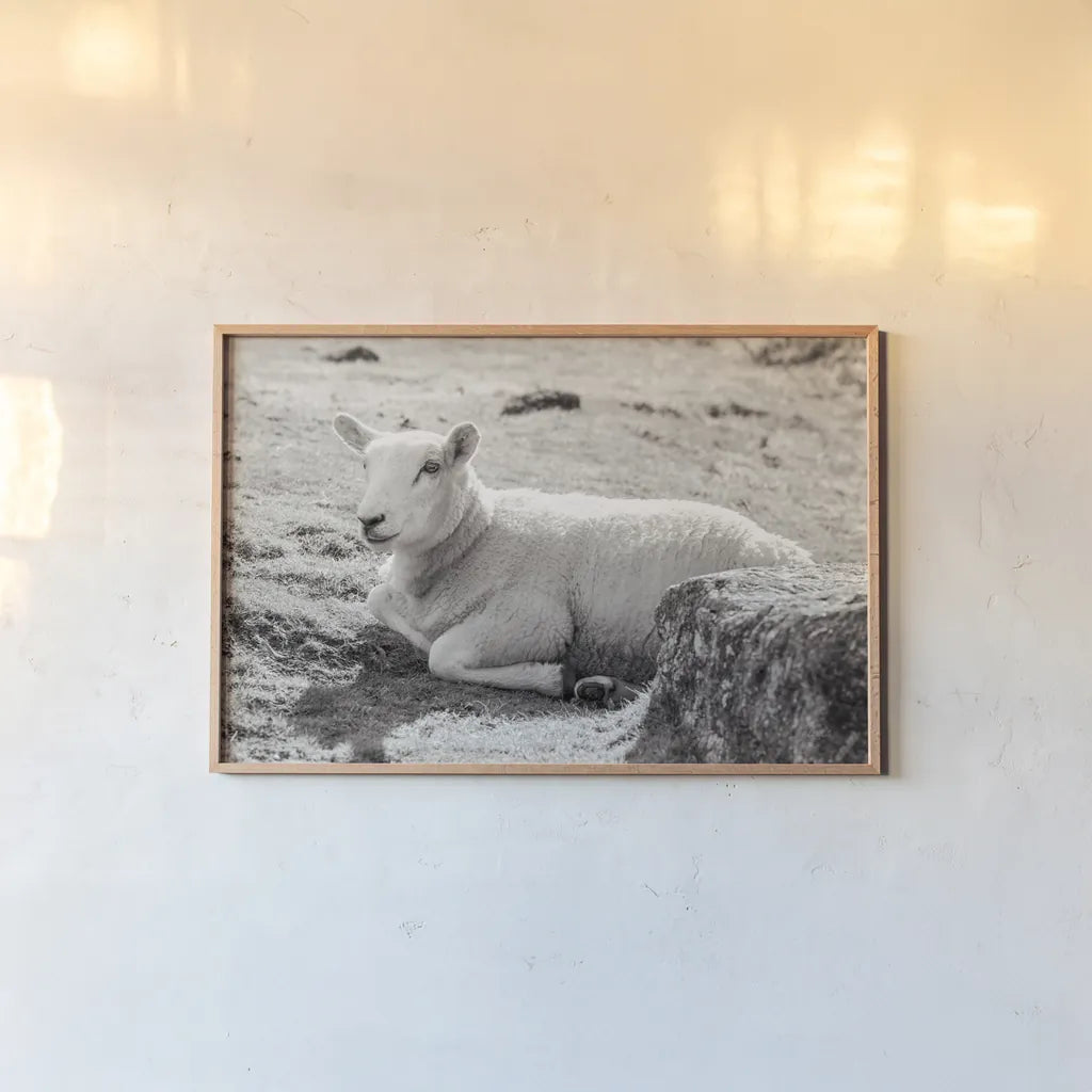 Gentle Sheep I by Deborah Revell. shown as a paper print in a natural frame. Available as a archival giclee rolled canvas, fine art paper, or poster print. SKU 94360i.