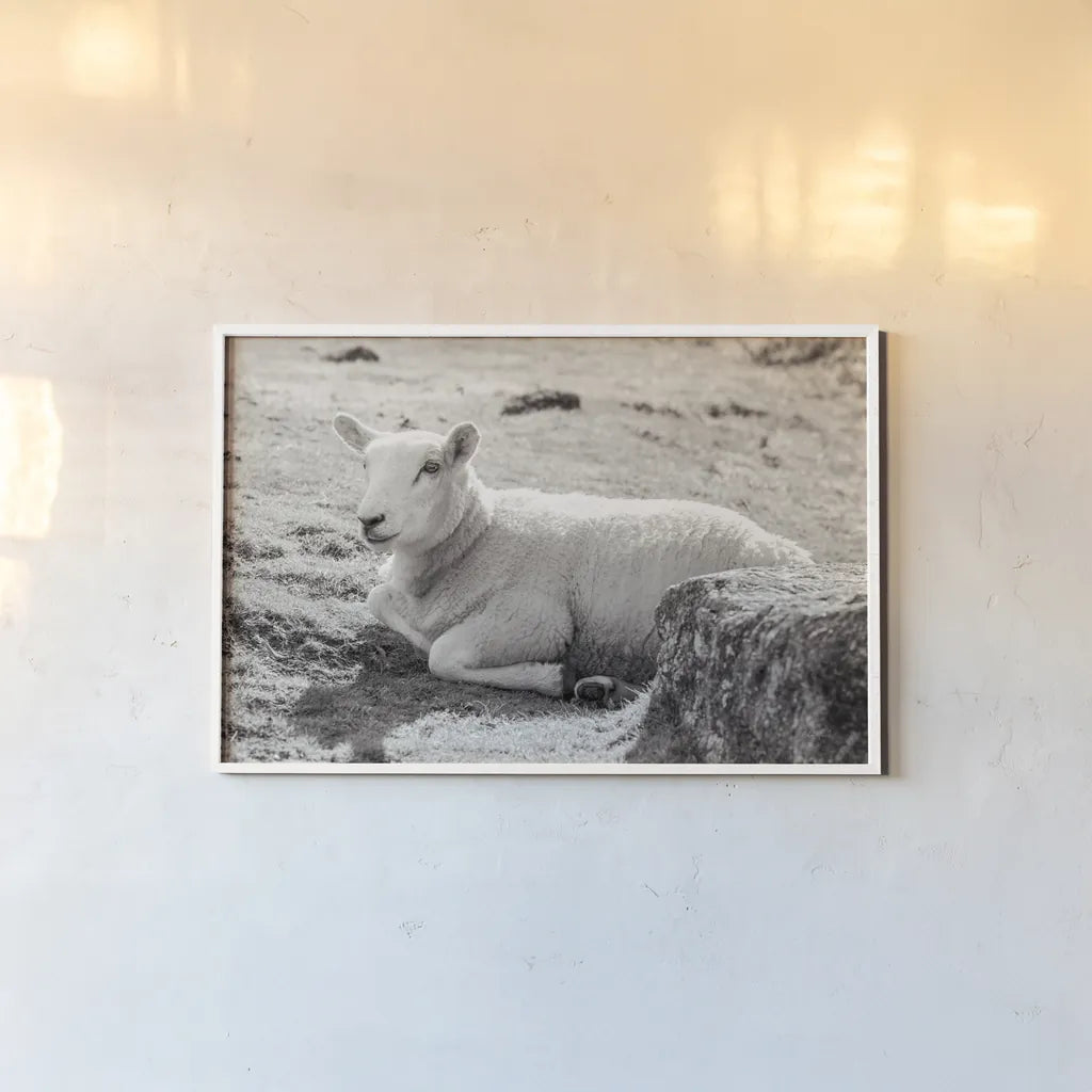 Gentle Sheep I by Deborah Revell. shown as a paper print in a white frame. Available as a archival giclee rolled canvas, fine art paper, or poster print. SKU 94360i.