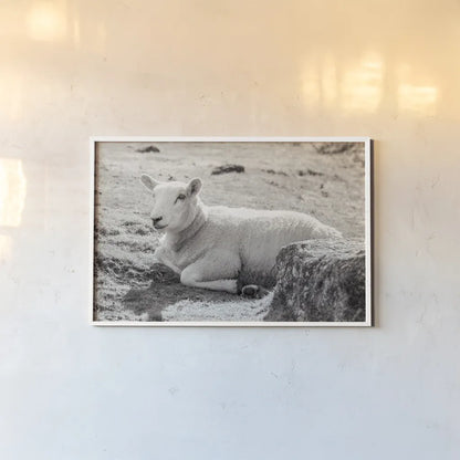 Gentle Sheep I by Deborah Revell. shown as a paper print in a white frame. Available as a archival giclee rolled canvas, fine art paper, or poster print. SKU 94360i.