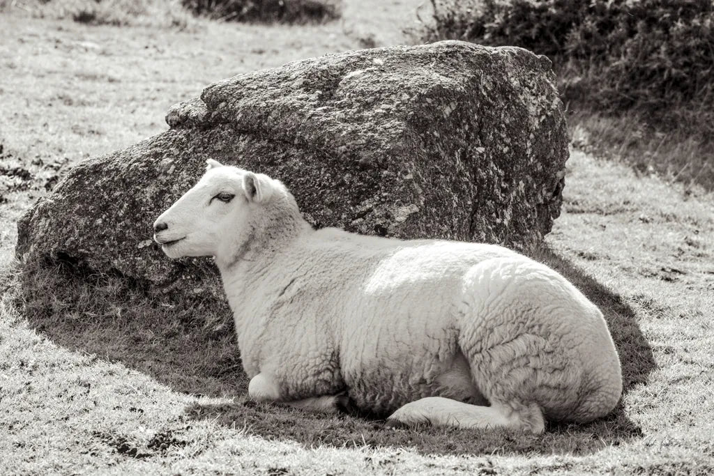 Gentle Sheep II by Deborah Revell. SKU 94361i. Archival Giclee Fine art print for wall decor.