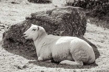 Gentle Sheep II by Deborah Revell. SKU 94361i. Archival Giclee Fine art print for wall decor.