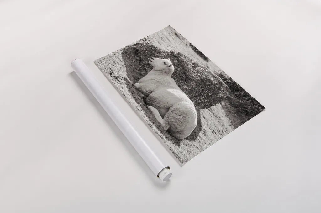 Gentle Sheep II by Deborah Revell. shown as a rolled paper print. Available as archival giclee rolled canvas, fine art paper, or poster print. SKU 94361i.