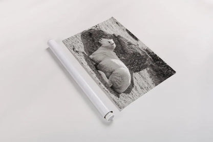 Gentle Sheep II by Deborah Revell. shown as a rolled paper print. Available as archival giclee rolled canvas, fine art paper, or poster print. SKU 94361i.