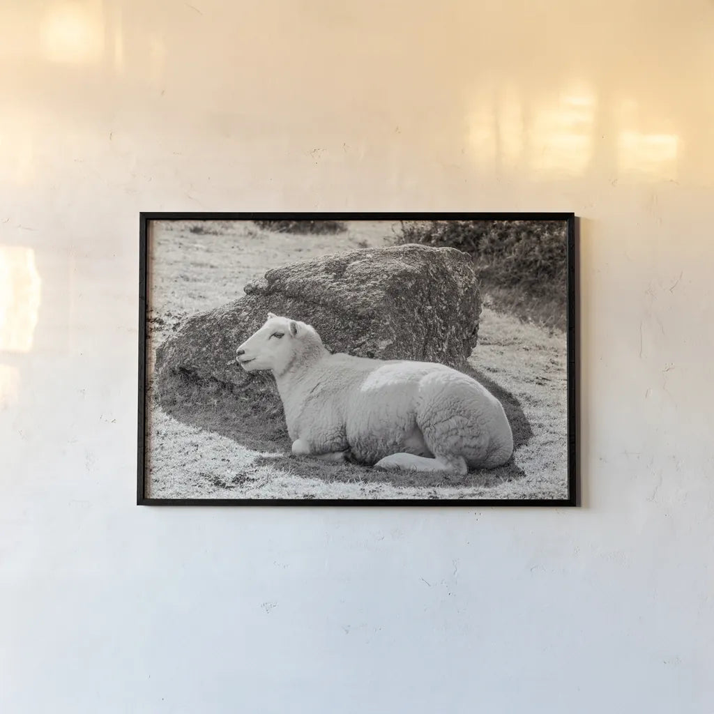 Gentle Sheep II by Deborah Revell. shown as a paper print in a black flame. Available as a archival giclee rolled canvas, fine art paper, or poster print. SKU 94361i.