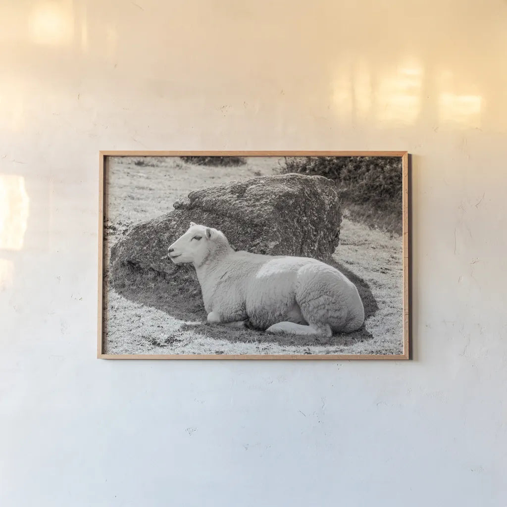 Gentle Sheep II by Deborah Revell. shown as a paper print in a natural frame. Available as a archival giclee rolled canvas, fine art paper, or poster print. SKU 94361i.