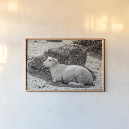 Gentle Sheep II by Deborah Revell. shown as a paper print in a natural frame. Available as a archival giclee rolled canvas, fine art paper, or poster print. SKU 94361i.