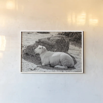 Gentle Sheep II by Deborah Revell. shown as a paper print in a white frame. Available as a archival giclee rolled canvas, fine art paper, or poster print. SKU 94361i.