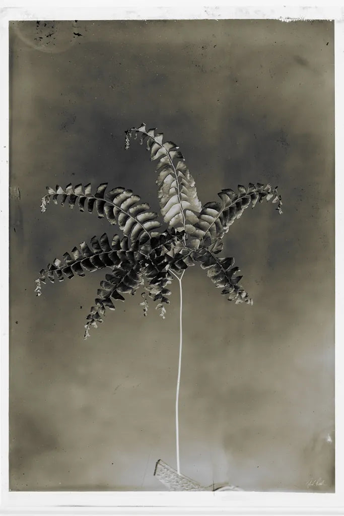 Glass Plate Botanical I by Deborah Revell. SKU 94583h. Archival Giclee Fine art print for wall decor.