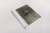 Glass Plate Botanical I by Deborah Revell. shown as a rolled paper print. Available as archival giclee rolled canvas, fine art paper, or poster print. SKU 94583h.