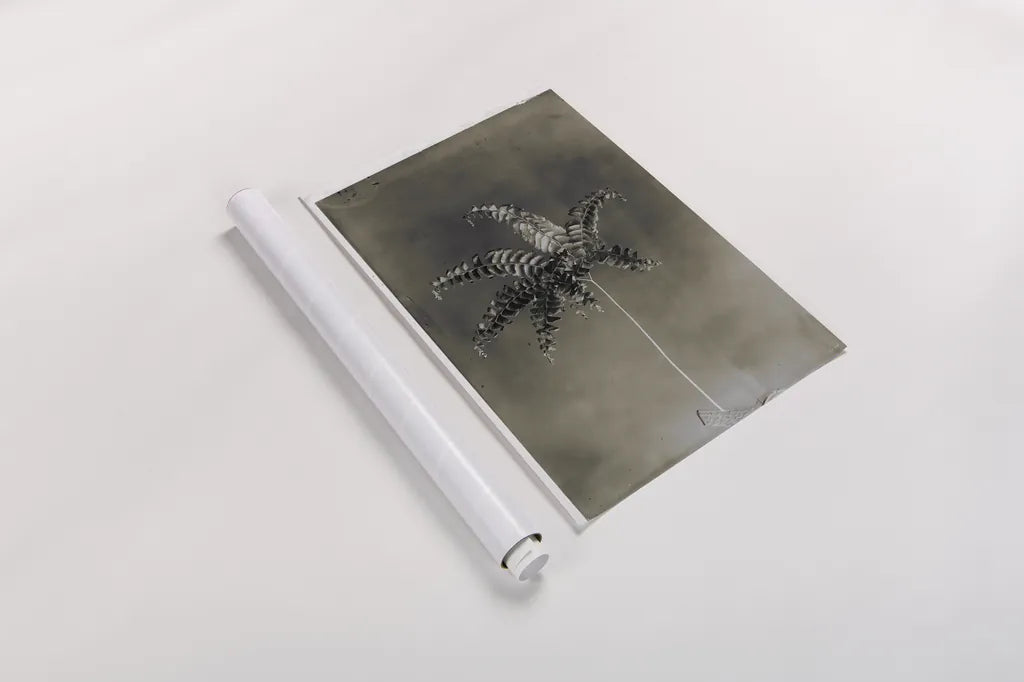 Glass Plate Botanical I by Deborah Revell. shown as a rolled paper print. Available as archival giclee rolled canvas, fine art paper, or poster print. SKU 94583h.