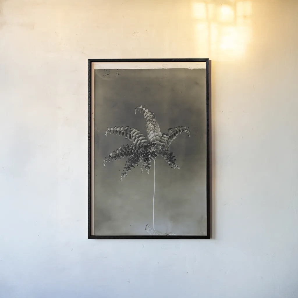 Glass Plate Botanical I by Deborah Revell. shown as a paper print in a black flame. Available as a archival giclee rolled canvas, fine art paper, or poster print. SKU 94583h.