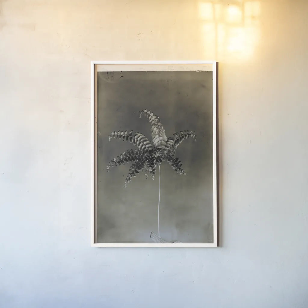 Glass Plate Botanical I by Deborah Revell. shown as a paper print in a white frame. Available as a archival giclee rolled canvas, fine art paper, or poster print. SKU 94583h.