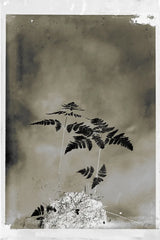 Glass Plate Botanical II by Deborah Revell. SKU 94584h. Archival Giclee Fine art print for wall decor.