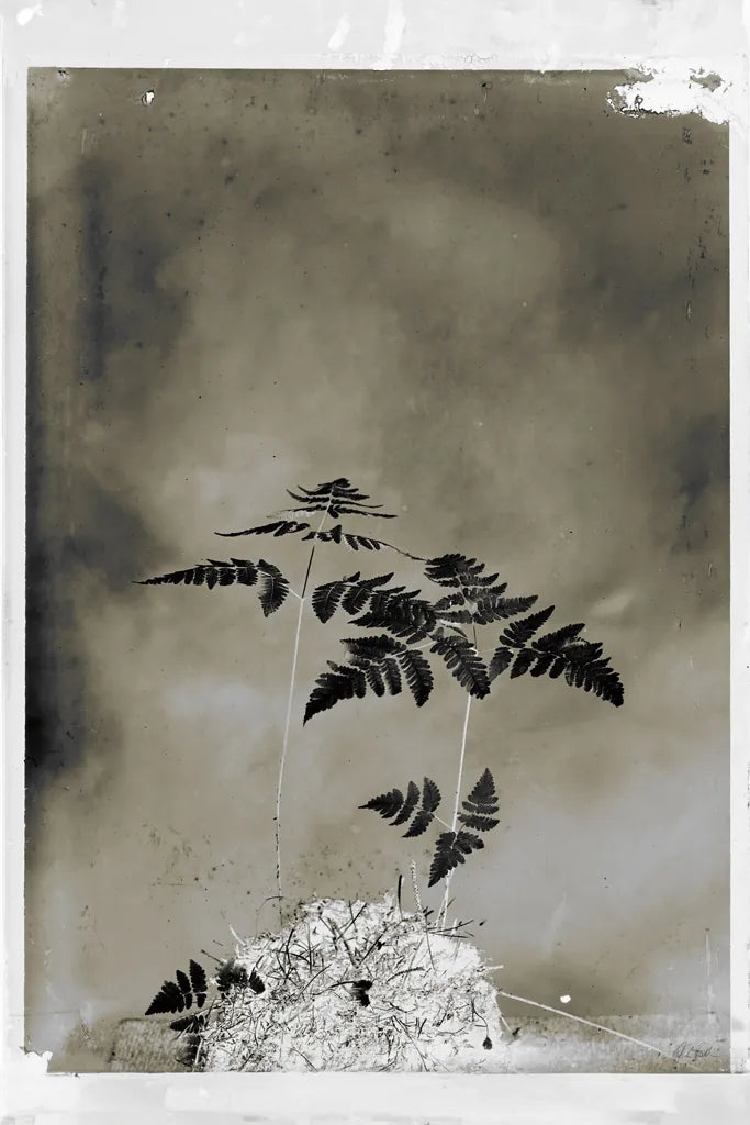 Glass Plate Botanical II by Deborah Revell. SKU 94584h. Archival Giclee Fine art print for wall decor.