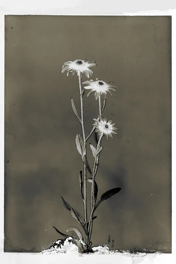 Glass Plate Botanical III by Deborah Revell. SKU 94585h. Archival Giclee Fine art print for wall decor.