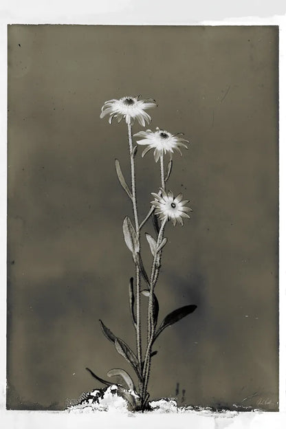 Glass Plate Botanical III by Deborah Revell. SKU 94585h. Archival Giclee Fine art print for wall decor.