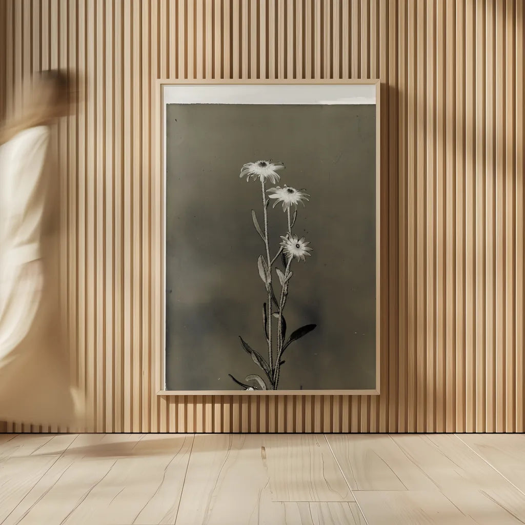 Glass Plate Botanical III by Deborah Revell. shown as over sized large wall art. Available as an archival giclee rolled canvas, fine art paper, or poster print. SKU 94585h.