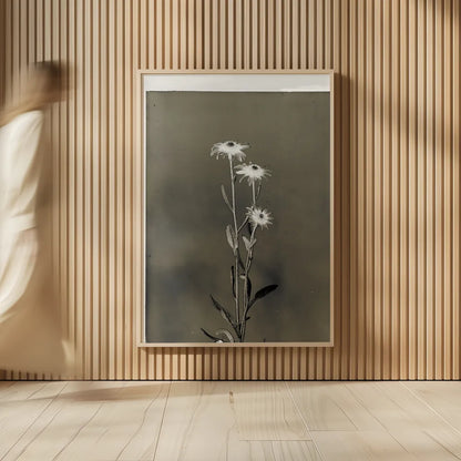 Glass Plate Botanical III by Deborah Revell. shown as over sized large wall art. Available as an archival giclee rolled canvas, fine art paper, or poster print. SKU 94585h.