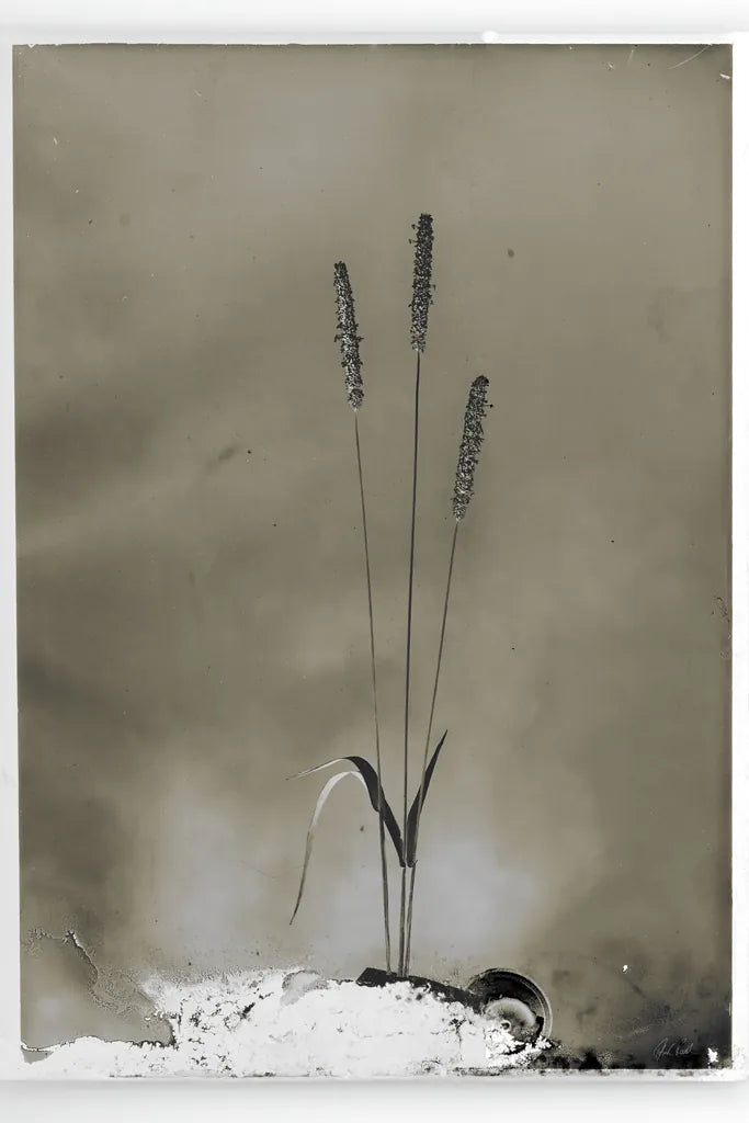 Glass Plate Botanical IV by Deborah Revell. SKU 94586h. Archival Giclee Fine art print for wall decor.