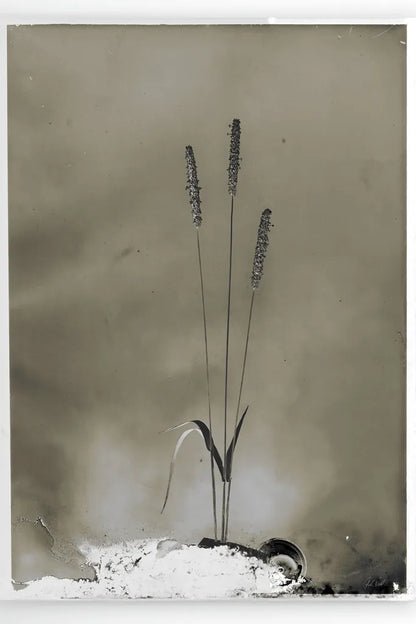 Glass Plate Botanical IV by Deborah Revell. SKU 94586h. Archival Giclee Fine art print for wall decor.