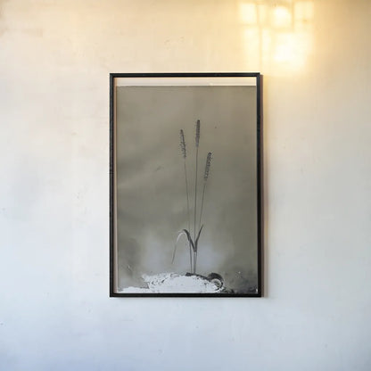 Glass Plate Botanical IV by Deborah Revell. shown as a paper print in a black flame. Available as a archival giclee rolled canvas, fine art paper, or poster print. SKU 94586h.
