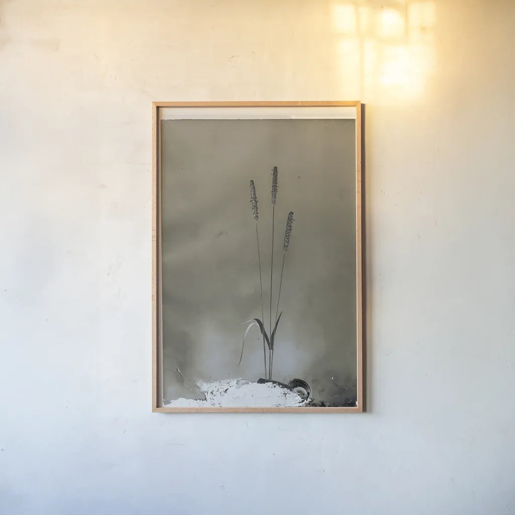 Glass Plate Botanical IV by Deborah Revell. shown as a paper print in a natural frame. Available as a archival giclee rolled canvas, fine art paper, or poster print. SKU 94586h.