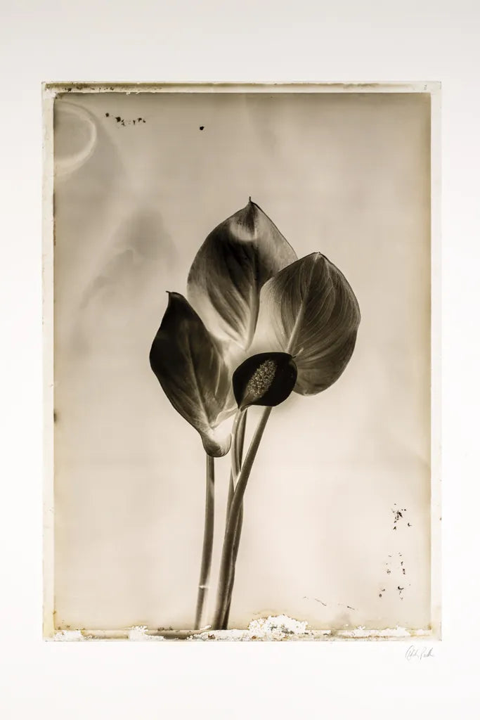 Glass Plate I by Deborah Revell. SKU 94346h. Archival Giclee Fine art print for wall decor.