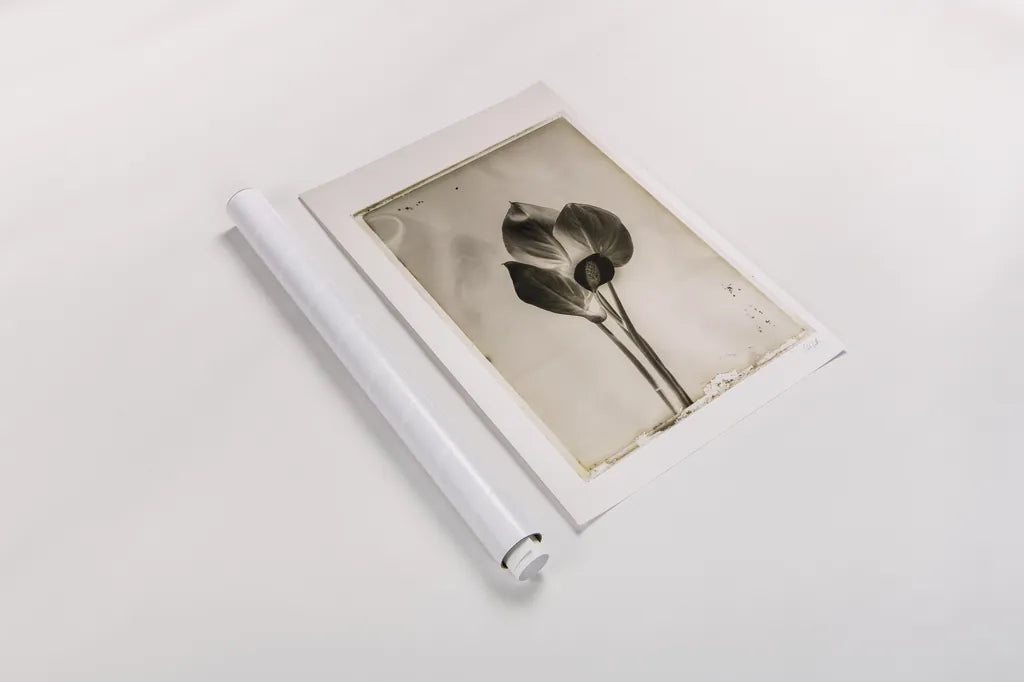 Glass Plate I by Deborah Revell. shown as a rolled paper print. Available as archival giclee rolled canvas, fine art paper, or poster print. SKU 94346h.