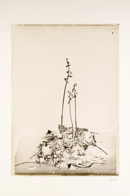 Glass Plate II by Deborah Revell. SKU 94347h. Archival Giclee Fine art print for wall decor.