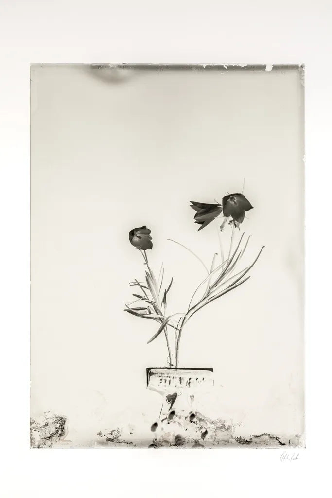 Glass Plate III by Deborah Revell. SKU 94348h. Archival Giclee Fine art print for wall decor.