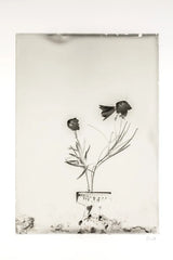 Glass Plate III by Deborah Revell. SKU 94348h. Archival Giclee Fine art print for wall decor.