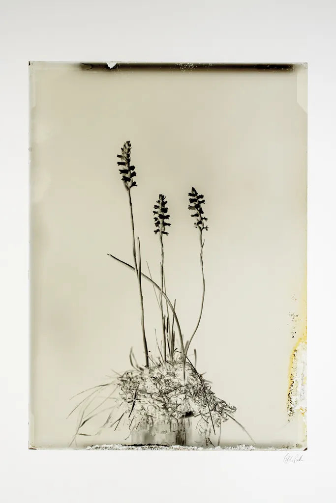 Glass Plate IV by Deborah Revell. SKU 94349h. Archival Giclee Fine art print for wall decor.