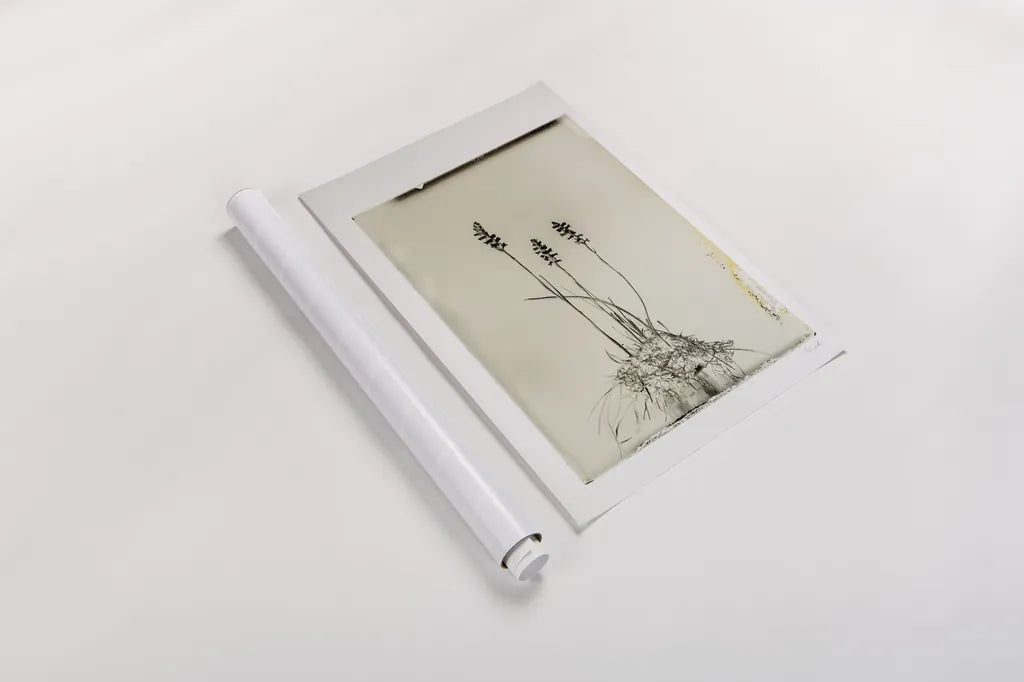 Glass Plate IV by Deborah Revell. shown as a rolled paper print. Available as archival giclee rolled canvas, fine art paper, or poster print. SKU 94349h.