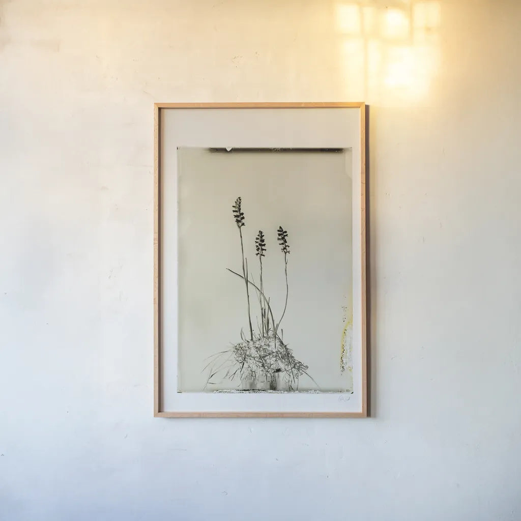 Glass Plate IV by Deborah Revell. shown as a paper print in a natural frame. Available as a archival giclee rolled canvas, fine art paper, or poster print. SKU 94349h.