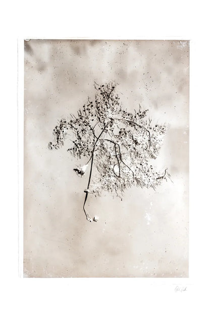 Glass Plate V by Deborah Revell. SKU 94350h. Archival Giclee Fine art print for wall decor.