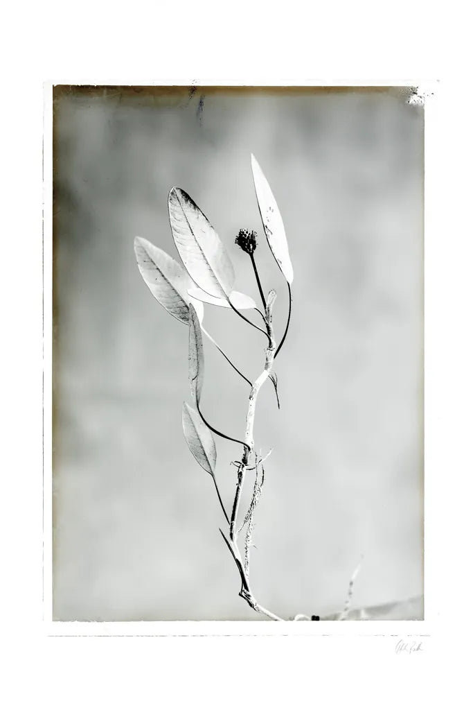Glass Plate VI by Deborah Revell. SKU 94351h. Archival Giclee Fine art print for wall decor.