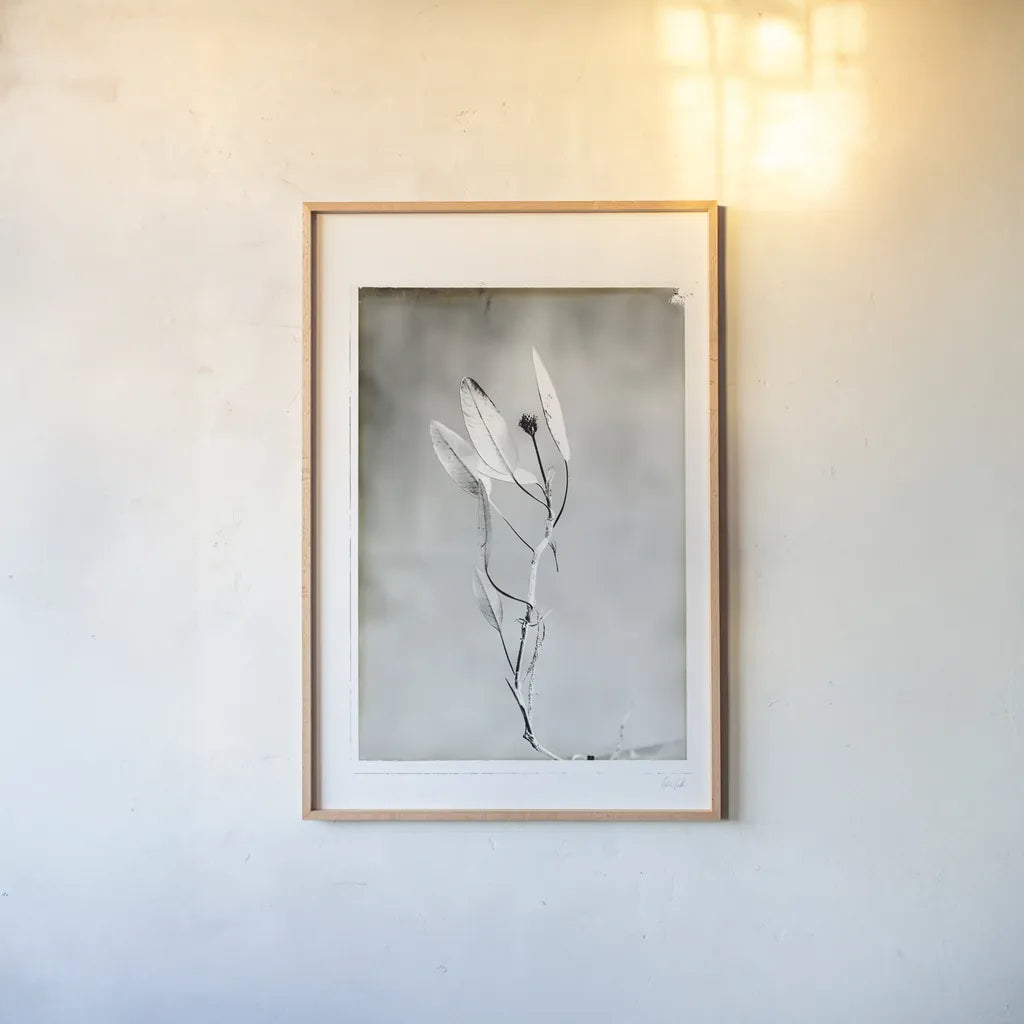 Glass Plate VI by Deborah Revell. shown as a paper print in a natural frame. Available as a archival giclee rolled canvas, fine art paper, or poster print. SKU 94351h.