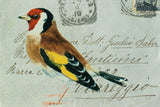 Goldfinch by Deborah Revell. SKU 104183i. Archival Giclee Fine art print for wall decor.