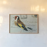 Goldfinch by Deborah Revell. shown as a paper print in a natural frame. Available as a archival giclee rolled canvas, fine art paper, or poster print. SKU 104183i.