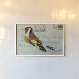 Goldfinch by Deborah Revell. shown as a paper print in a white frame. Available as a archival giclee rolled canvas, fine art paper, or poster print. SKU 104183i.