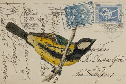 Great Tit by Deborah Revell. SKU 101618i. Archival Giclee Fine art print for wall decor.