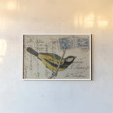 Great Tit by Deborah Revell. shown as a paper print in a white frame. Available as a archival giclee rolled canvas, fine art paper, or poster print. SKU 101618i.