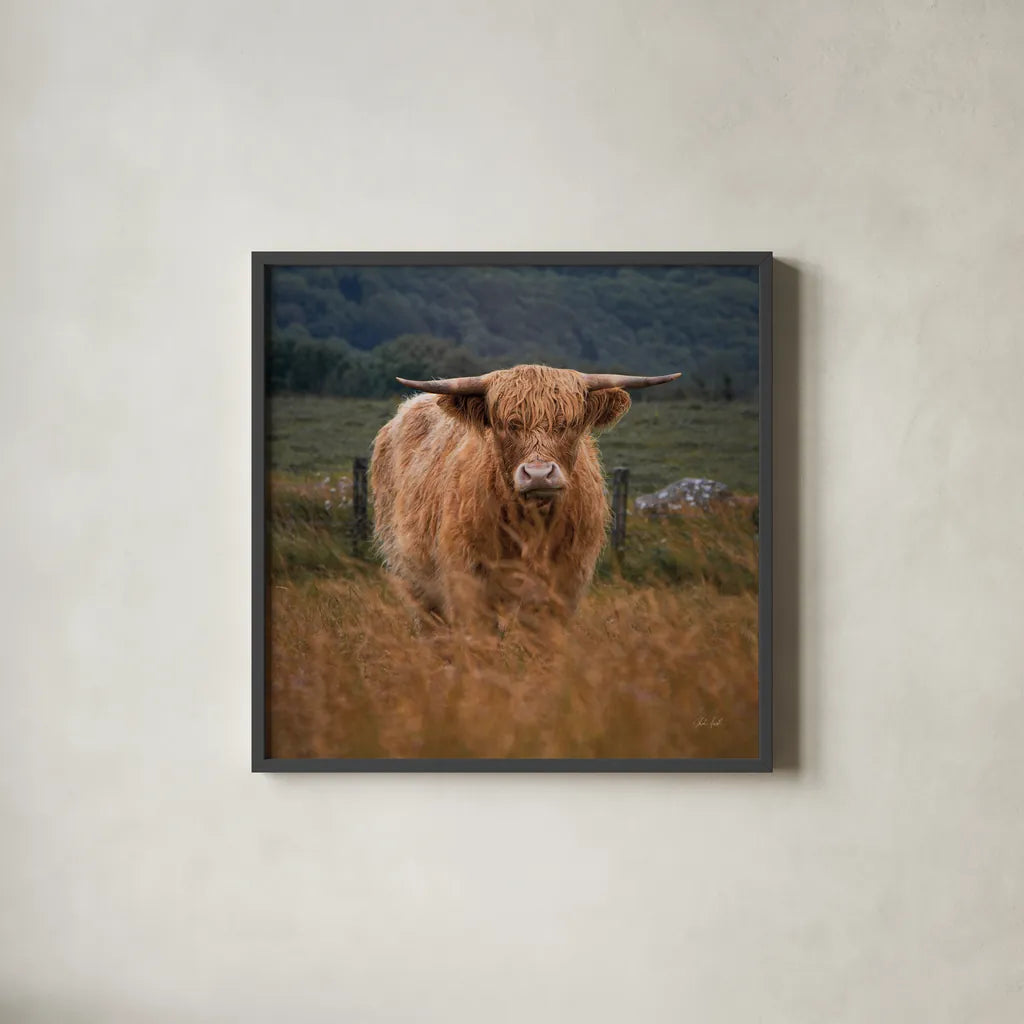 Happy Highland by Deborah Revell. Shown in a sleek black glass frame for a contemporary gallery look. Available as an archival giclee rolled canvas, fine art paper, or poster print. SKU 95759a.
