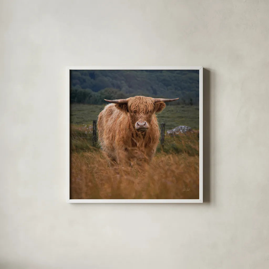 Happy Highland by Deborah Revell. Shown in a crisp white glass frame for a clean and minimalist style. Available as an archival giclee rolled canvas, fine art paper, or poster print. SKU 95759a.