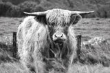 Happy Highland Portrait by Deborah Revell. SKU 95760i. Archival Giclee Fine art print for wall decor.